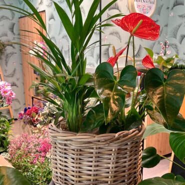 Un jardín de color que llena cualquier rincón